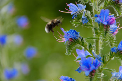 Close-up of bee pollinating on purple flower