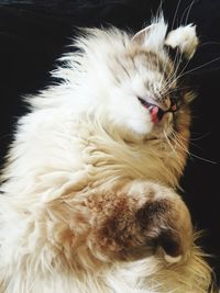 Close-up of white cat