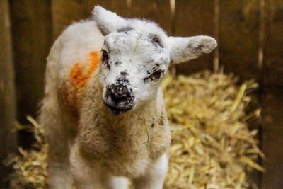 Close-up portrait of lamb standing in pen