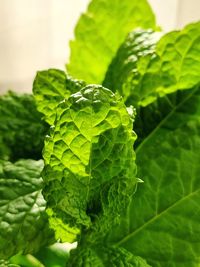 Close-up of fresh green leaves