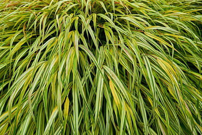 Full frame shot of palm tree