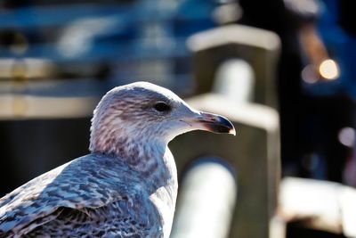 Close-up of seagull