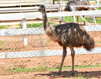 View of a bird against fence in zoo