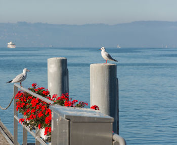 Seagulls perching on a sea