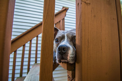 Close-up portrait of dog