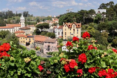 High angle view of flowering plants and buildings in town