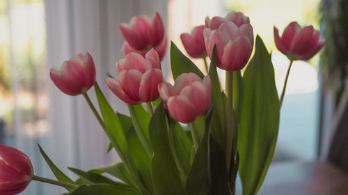 Close-up of pink tulips in vase