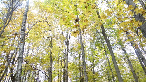 Low angle view of trees in the forest