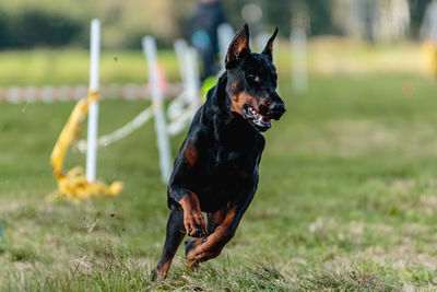 Doberman pinscher running in the green field on lure coursing competition