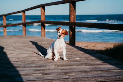 Portrait of dog sitting on boardwalk at beach
