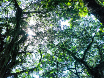 Low angle view of trees in forest