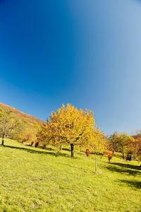 Trees on field against clear blue sky