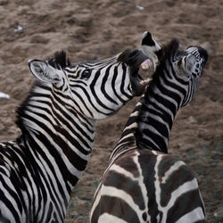 Zebra and zebras on field