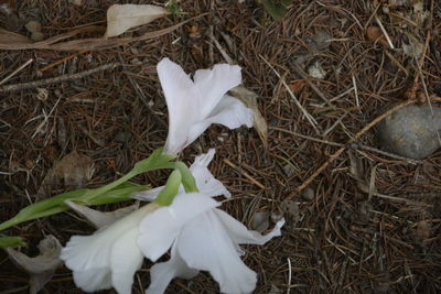 Close-up of white flower