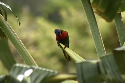 Close-up of parrot perching on plant