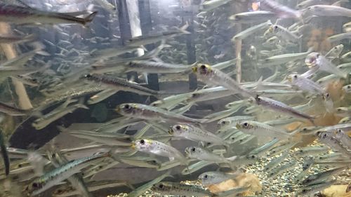 High angle view of fish swimming in sea