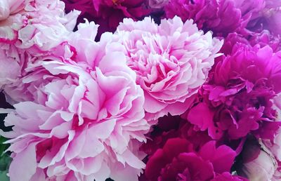 Close-up of pink flowers