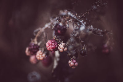 fruit