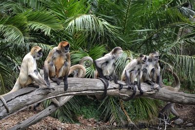 Monkeys by palm trees