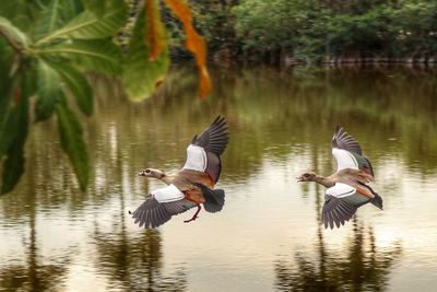 View of birds in lake