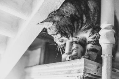 Close-up of cat looking through window