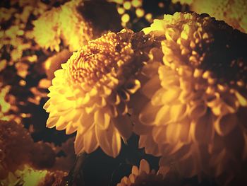 Close-up of yellow flower