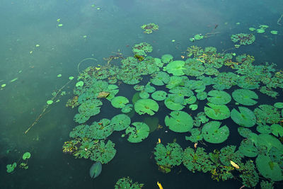 Natural landscape of green lotus pond with mountain view