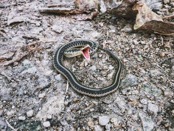 Close-up of lizard on beach