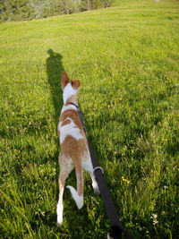 Full length of a dog on field