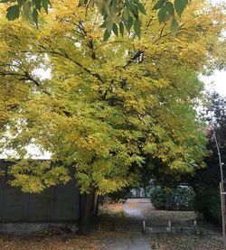 Trees and plants in park during autumn