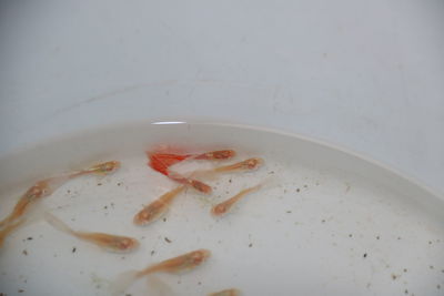 High angle view of fish on plate