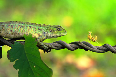 Close-up of a lizard on branch