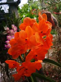 Close-up of orange flowers blooming outdoors