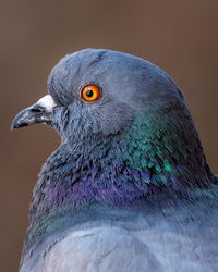 Close-up of pigeon