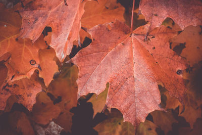 Full frame shot of dry leaves