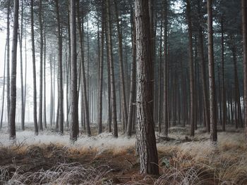 Trees in forest against sky