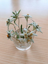 Close-up of potted plant on table