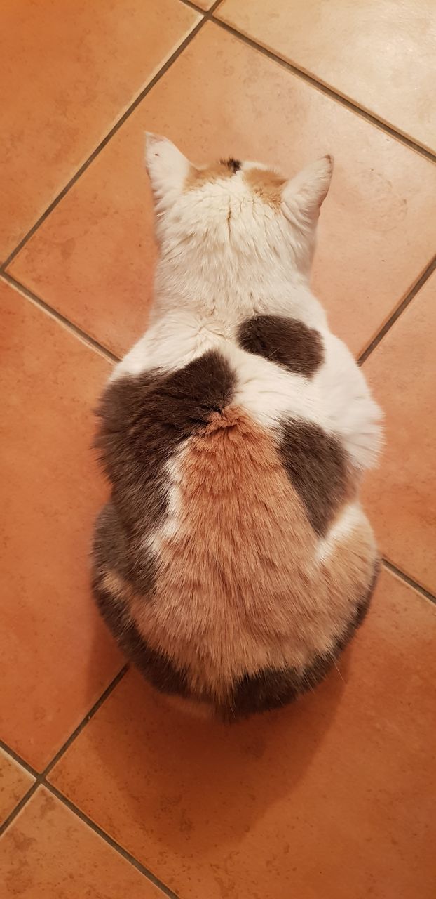 HIGH ANGLE VIEW OF A CAT ON FLOOR