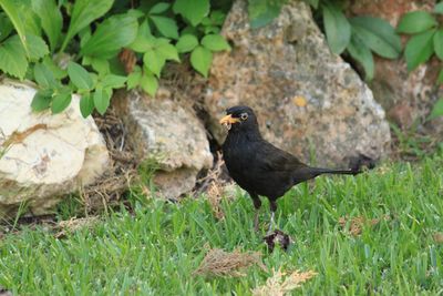 Bird perching on a field