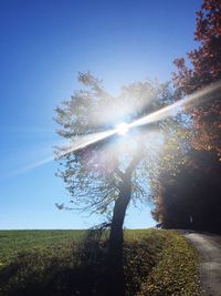 Sun shining through trees on field