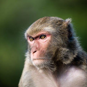 Close-up of monkey