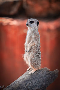 Meerkat on rock
