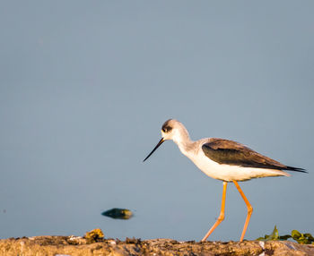 Close-up of bird against clear sky