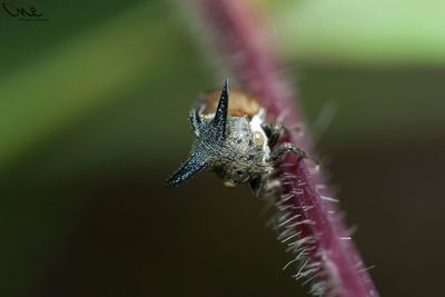 Close-up of an animal