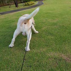 Dog on field