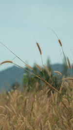 Close-up of plants on field against sky