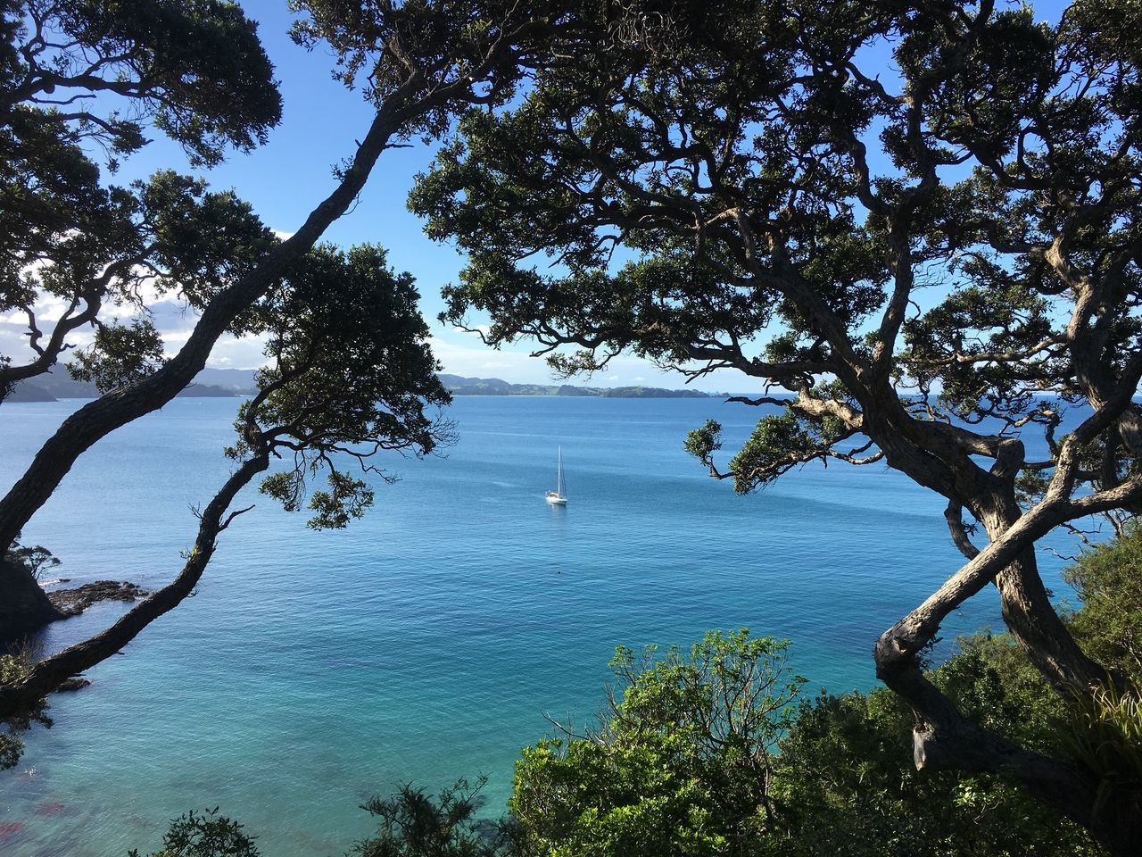 TREE BY SEA AGAINST BLUE SKY