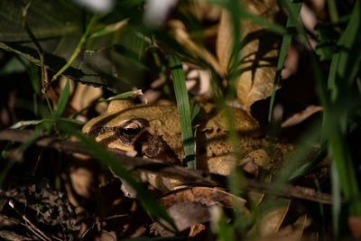 Close-up of frog on land