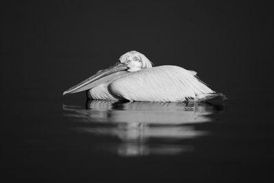 High angle view of bird in lake