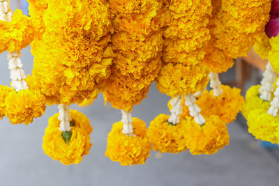 Close-up of yellow flowers